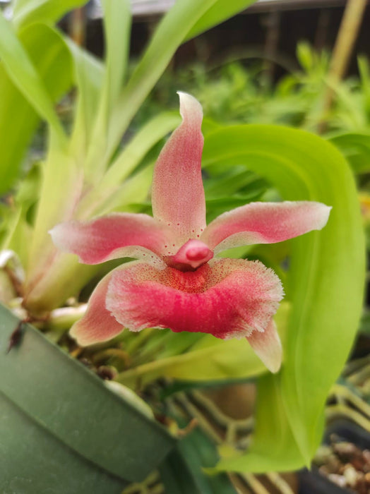 Bollea ecuadorana x Kefersteinia tolimensis