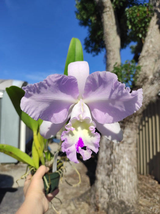 Laeliocattleya Melody Fair 'Carol' M214 x (Cattleya intermedia alba x 'Aquinii')