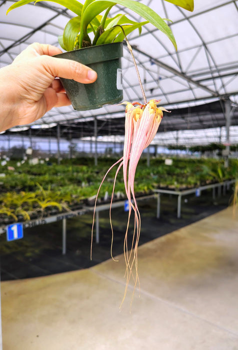 Bulbophyllum longissimum