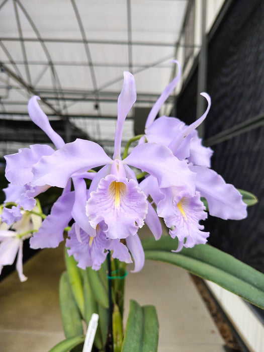 Cattleya maxima. f. coerulea Scott