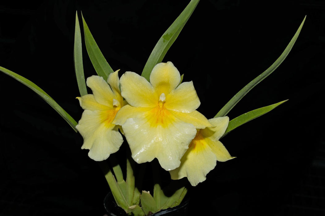 Miltoniopsis roezlii xanthina