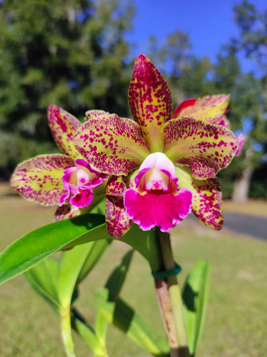 Rhyncholaeliocattleya Waianae Leopard Ching Hua M127