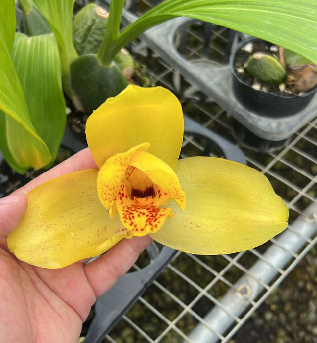 Lycaste Katsuragawa 'Yellow Bird' x 'Canary'