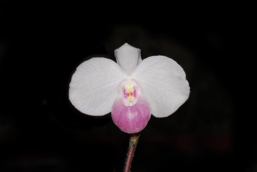 Paphiopedilum delenatii