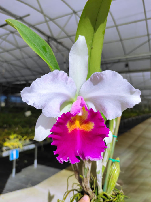 Potinara Northaburi Fancy x Pot. Phiti x Lc. Melody Fair ' Carol M214