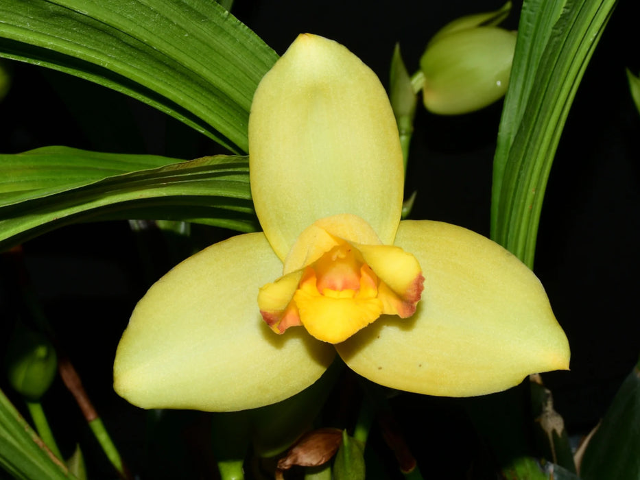 Lycaste Katsuragawa 'Yellow Fantasy'