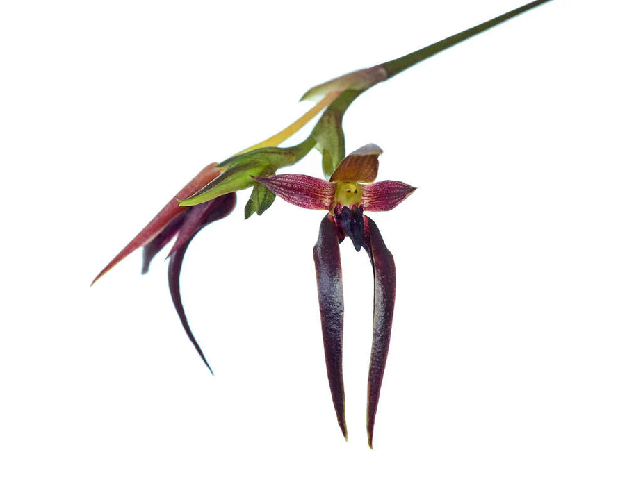 Bulbophyllum levanae