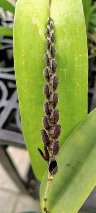 Acianthera saurocephala