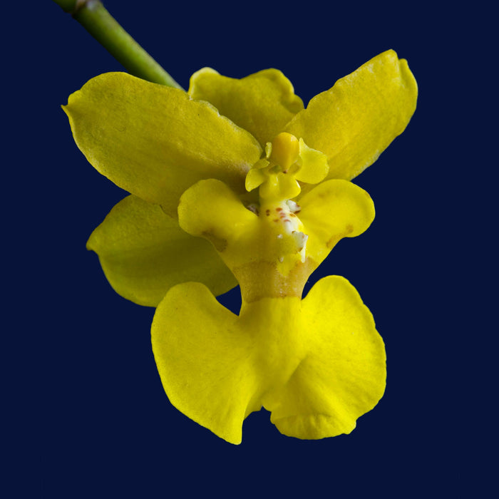 Oncidium mantense