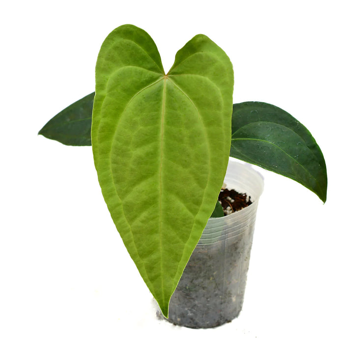 Anthurium Green Goddess