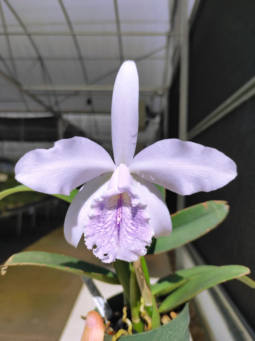 Cattleya Roque Sevilla