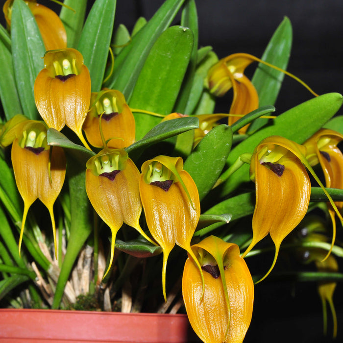 Masdevallia velifera