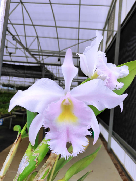 Rhyncholaeliocattleya Memoria Pipa Garcia Reinos