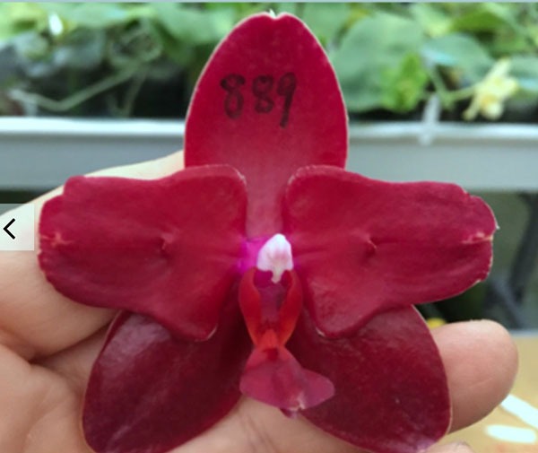 Phalaenopsis Sogo Rose ‘Sword’ stem prop