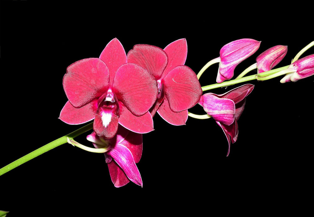 Dendrobium Thailandia stripe # 2