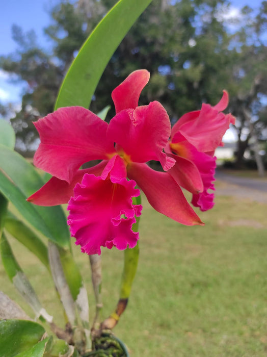 Cattlianthe Anton (Cattlianthe India Rose Sherwood x Laeliocattleya Tainan City)