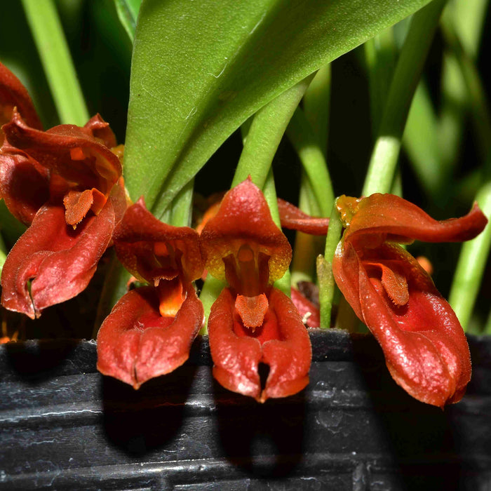 Pleurothallis montezumae