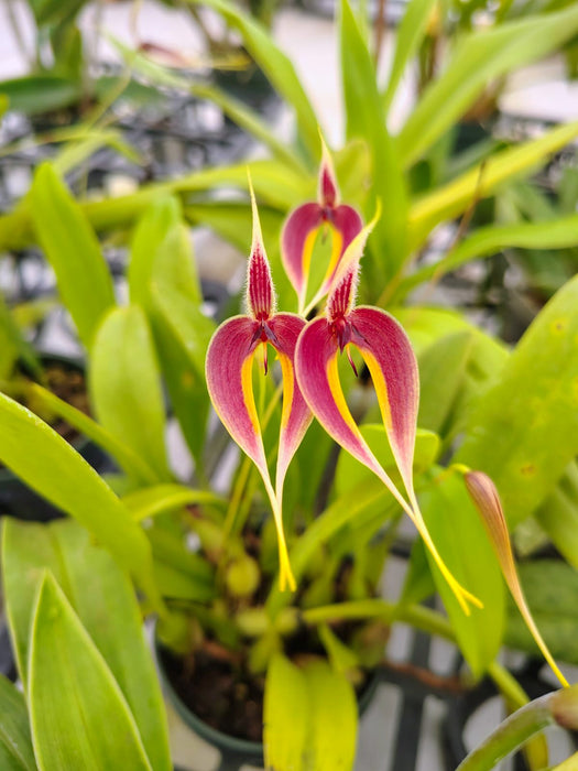 Bulbophyllum maxillare