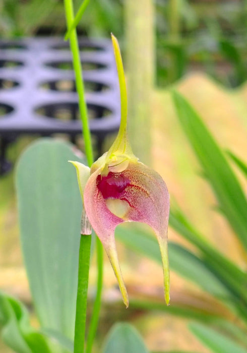 Masdevallia sernae