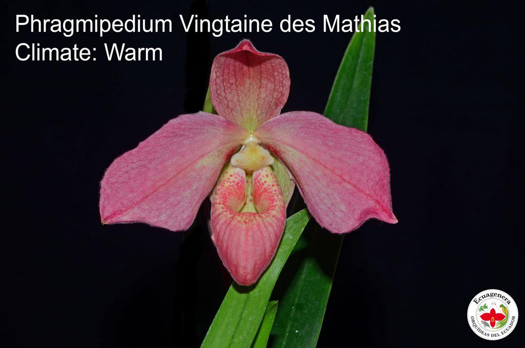 Phragmipedium Vingtaine des Mathias