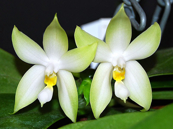 Phalaenopsis bellina alba