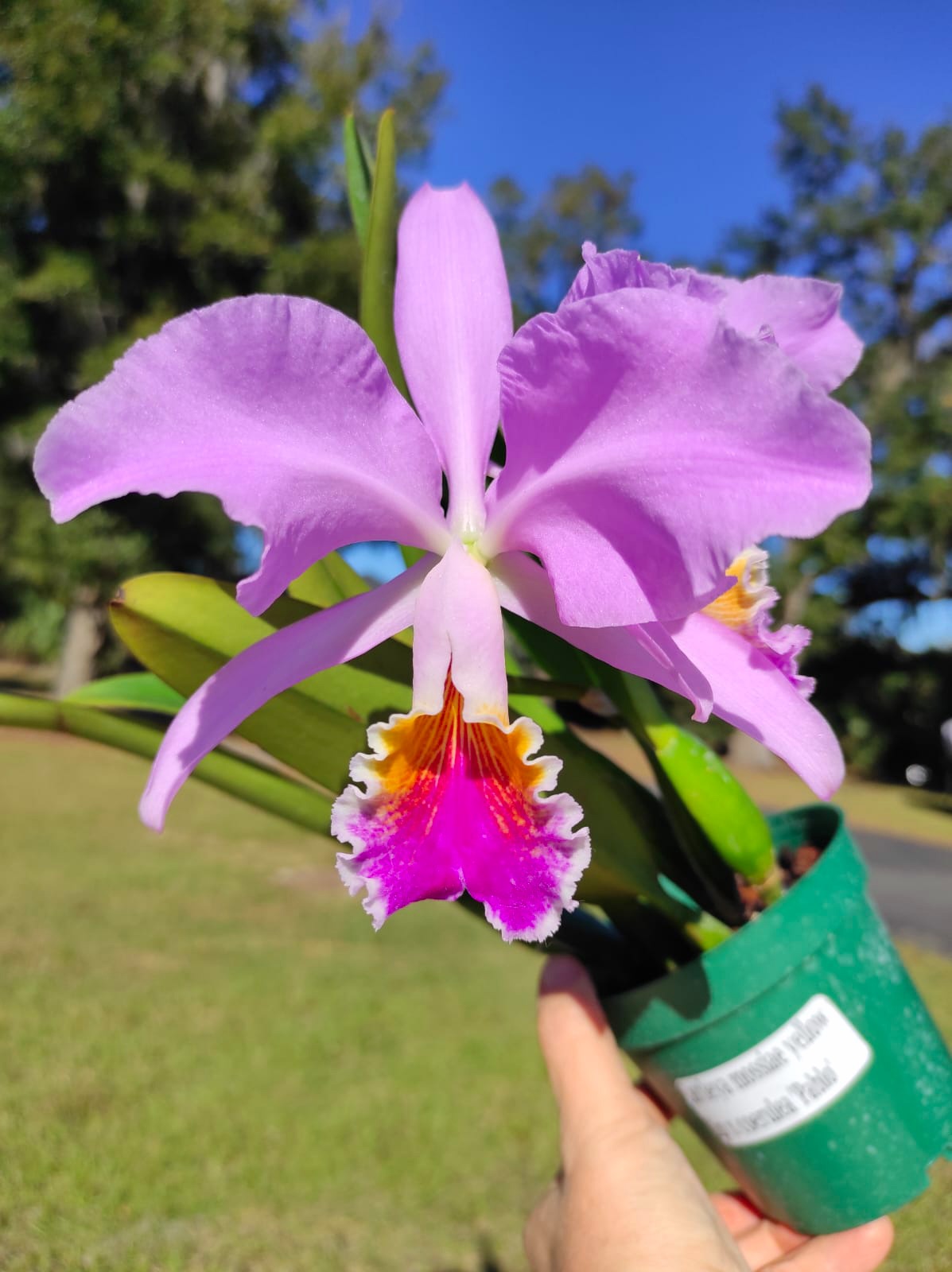 Cattleya mossiae yellow lip x coerulea 'Pablo' — Ecuagenera USA Corp