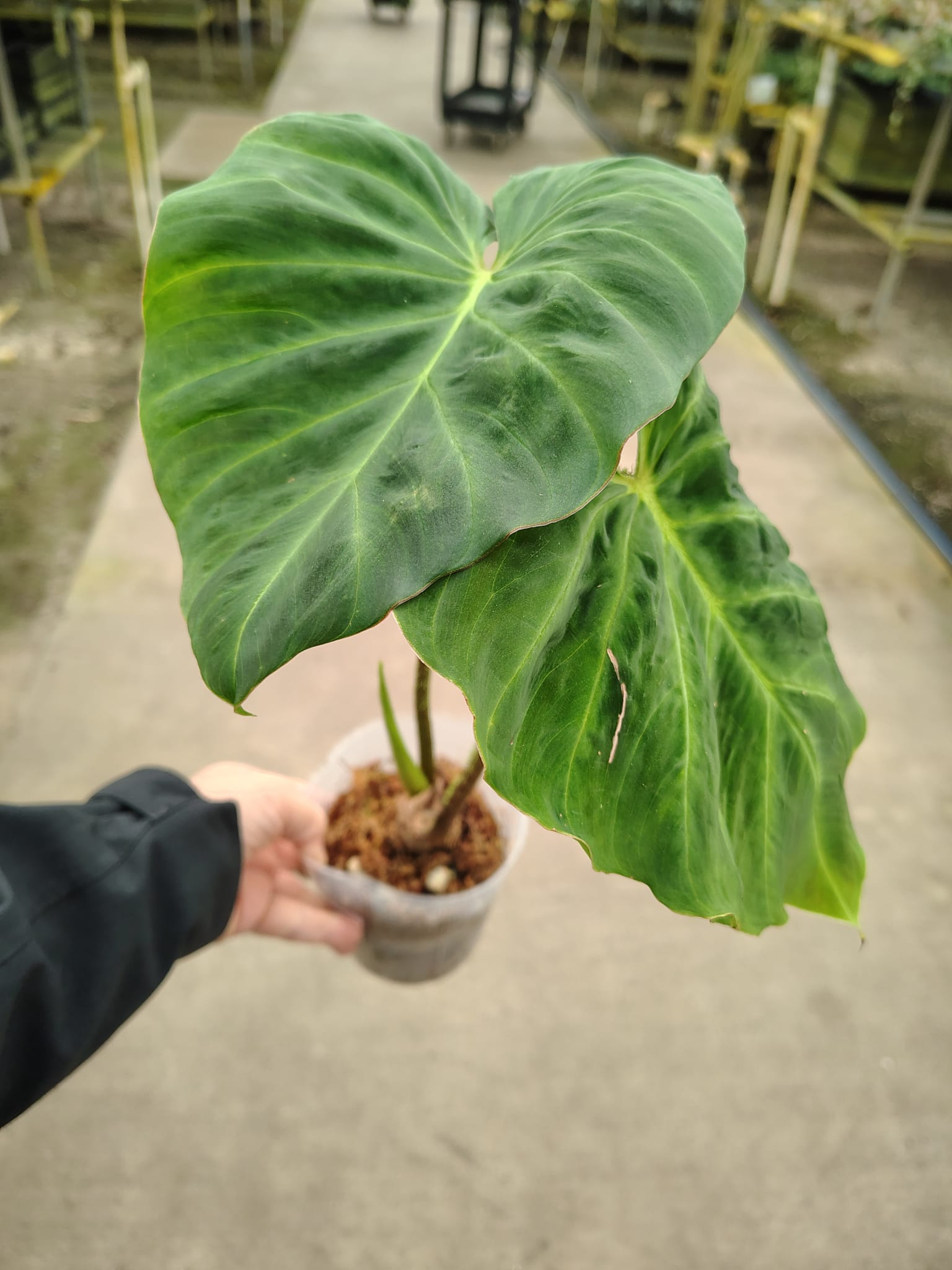 Philodendron verrucosum Amaluza — Ecuagenera USA Corp