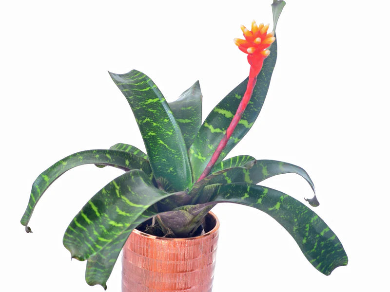 corp plant Guzmania musaica