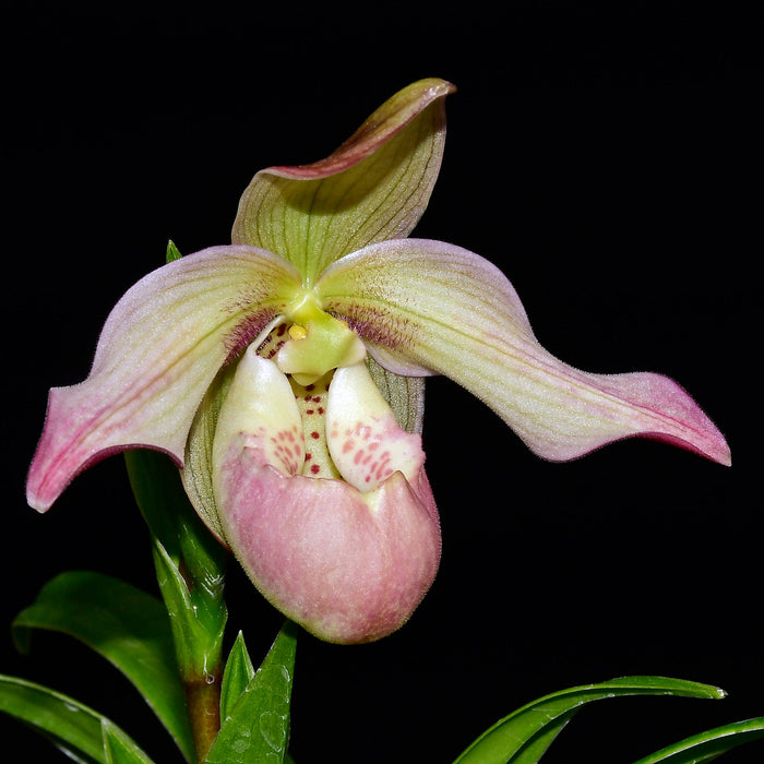 Phragmipedium Easy Men