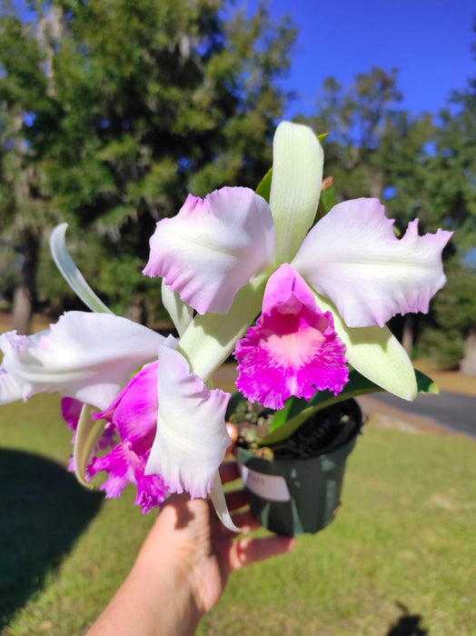 Brassolaeliocattleya Almakee x Cattleya Aristocrat