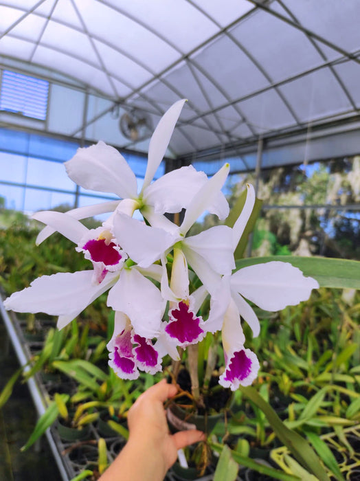 Cattleya jenmanii semi-alba