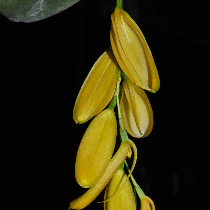 Pleurothallis thysana