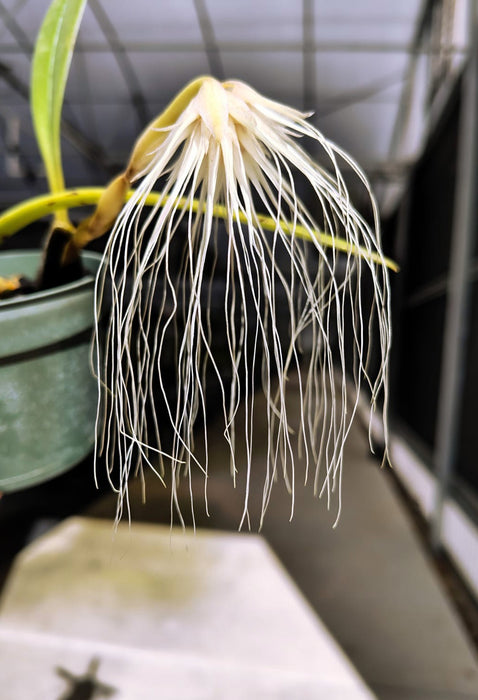 Bulbophyllum medusae