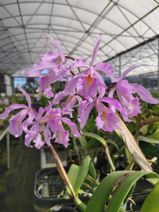 Cattleya maxima yellow lip 'Ingrid' x cod 8052