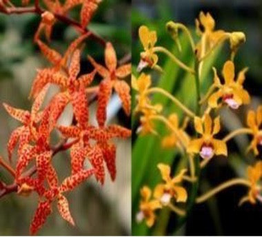 Renantanda Memoria Deb Bodei — Ecuagenera USA Corp