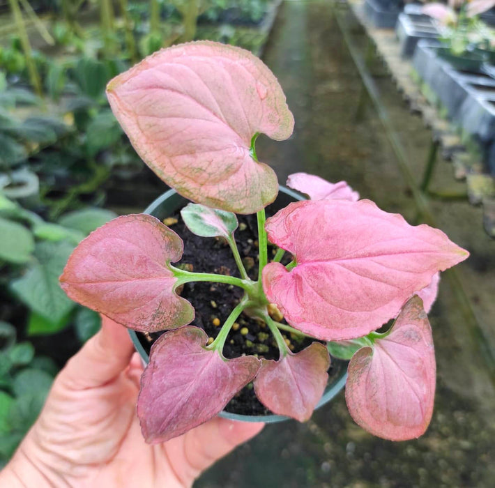 Syngonium Pink Perfection