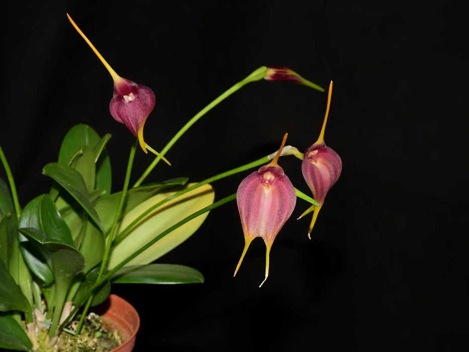 Masdevallia Pinot Noir