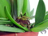 Acianthera lappago