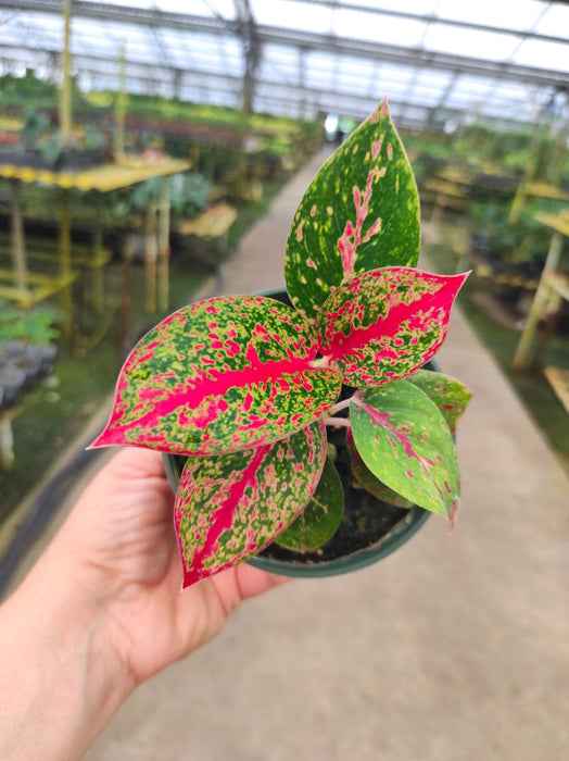 Aglaonema Yanhuo