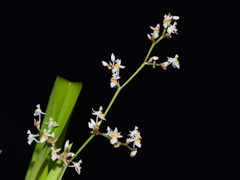 Oncidium adamsii