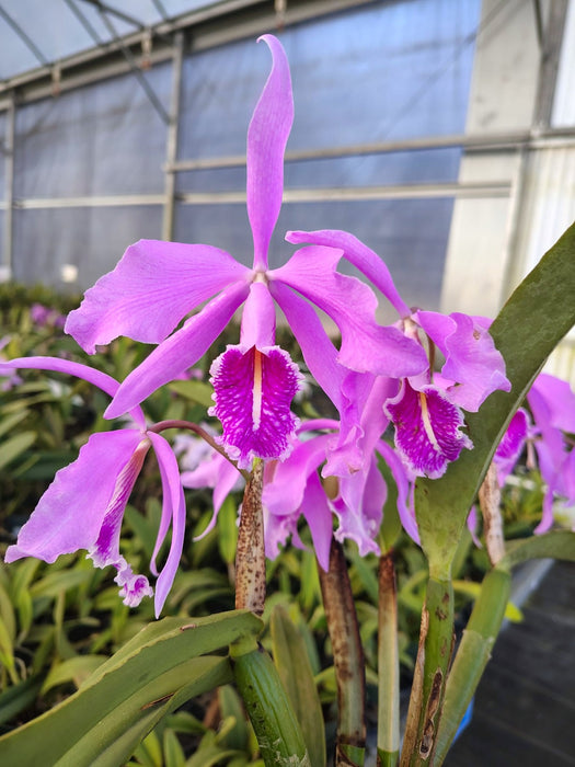 Cattleya maxima 'Macara Pepe' x 'Gigi Dream'