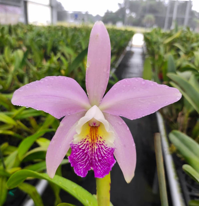 Cattleya Cuyabeno