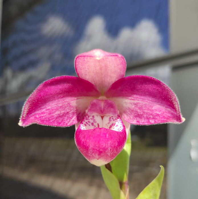 Phragmipedium Ecuagenera Dream