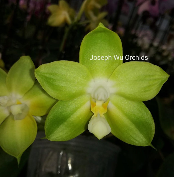 Phalaenopsis Joy Spring Canary 'Green Five'