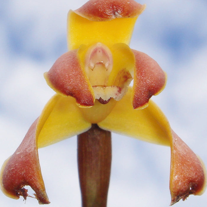 Maxillaria porrecta