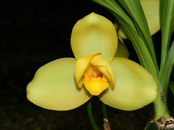 Lycaste Memoria Vic Madden '#29'