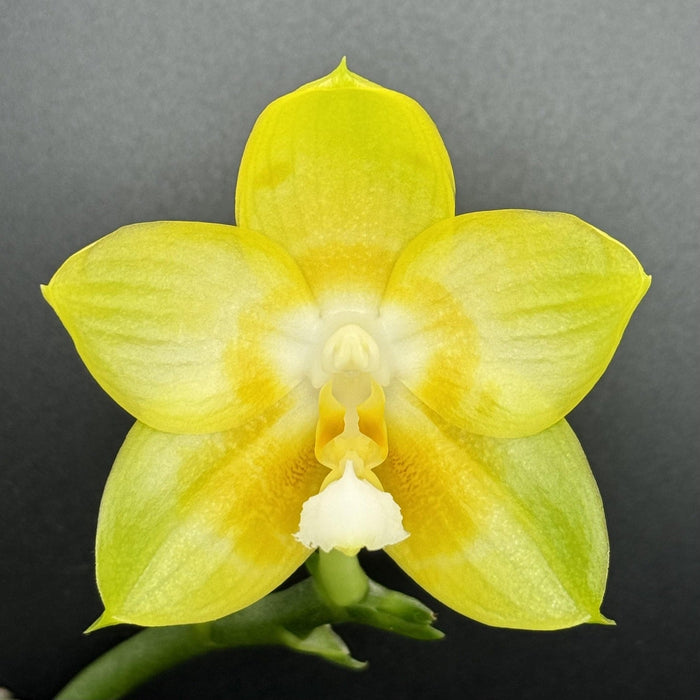 Phalaenopsis Joy Spring Canary x sib