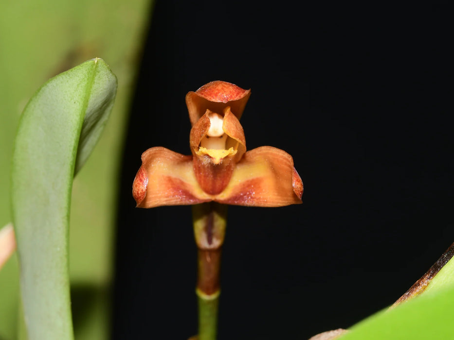Maxillaria cryptobulbon