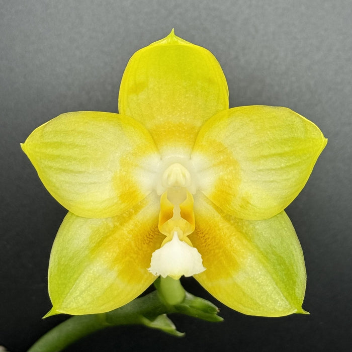 Phalaenopsis Joy Spring Canary x sib