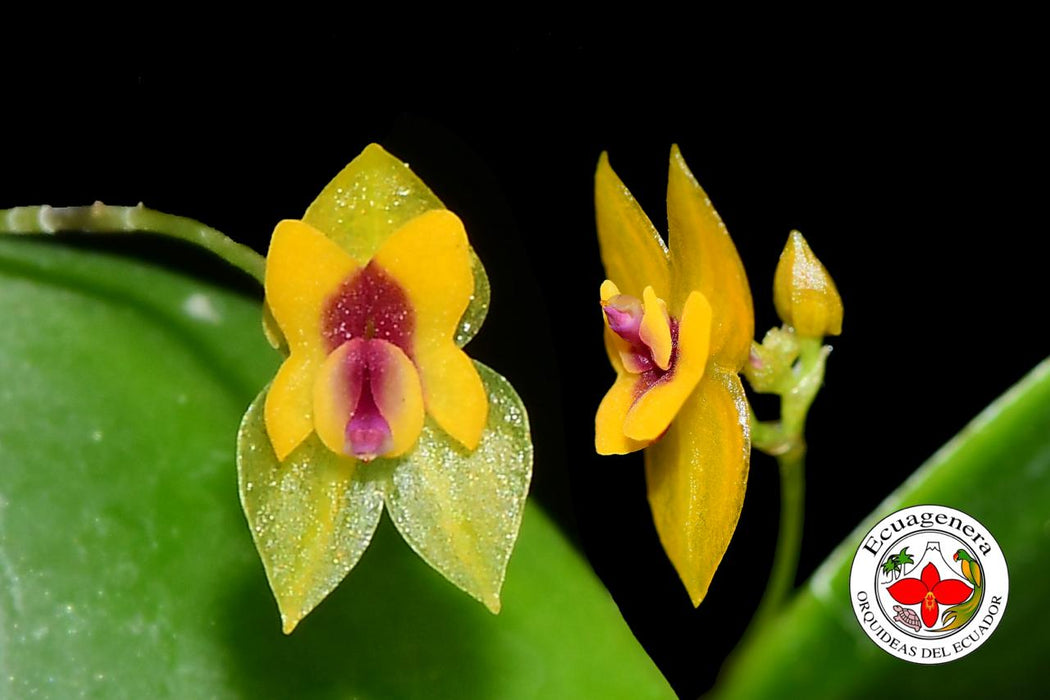 Lepanthes veleziana